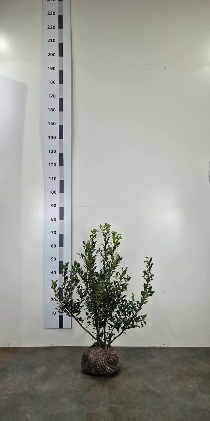 Ilex aq. 'Alaska' - 50-60 CM RB